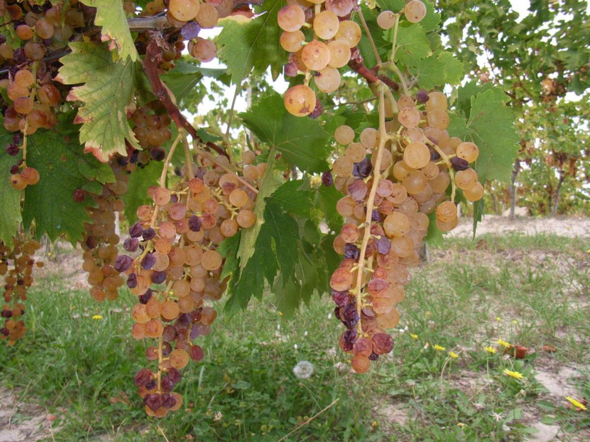 Agriturismo Rupestr Canelli Dış mekan fotoğraf